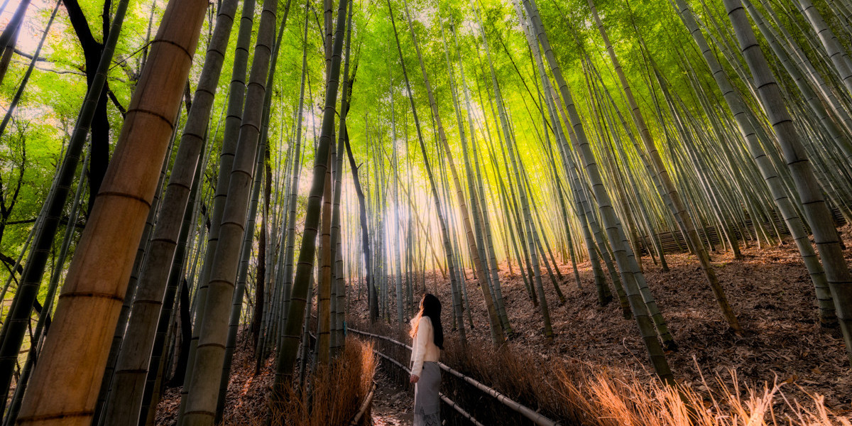 岡山県の絶景新名所！写真映えする「天王池の竹林」（玉野市）