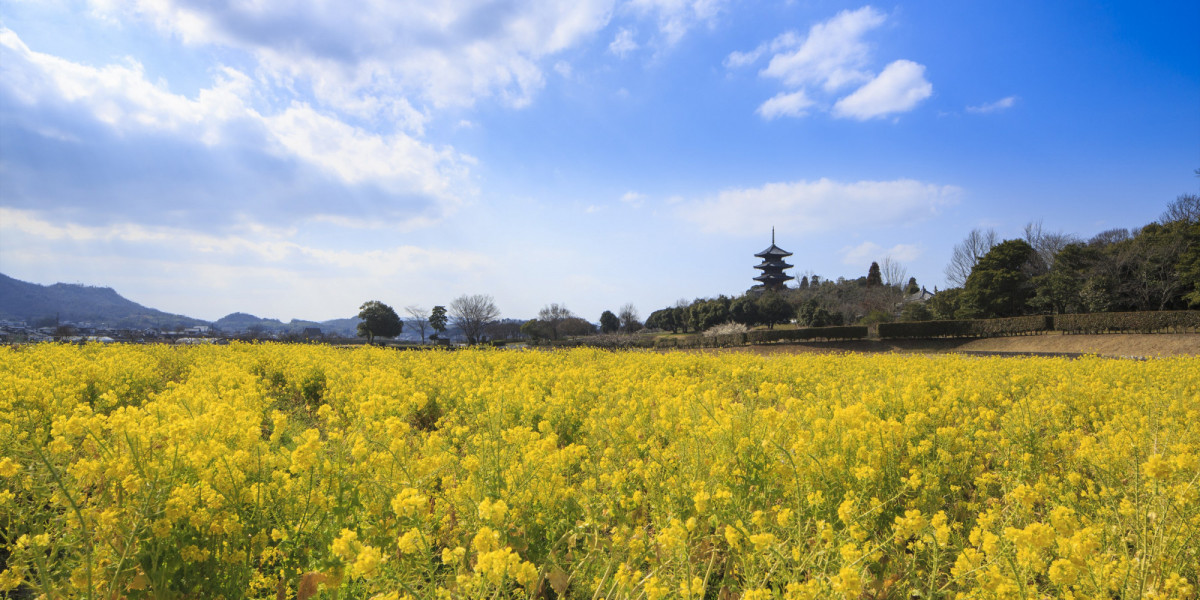 岡山県の菜の花スポット8選！