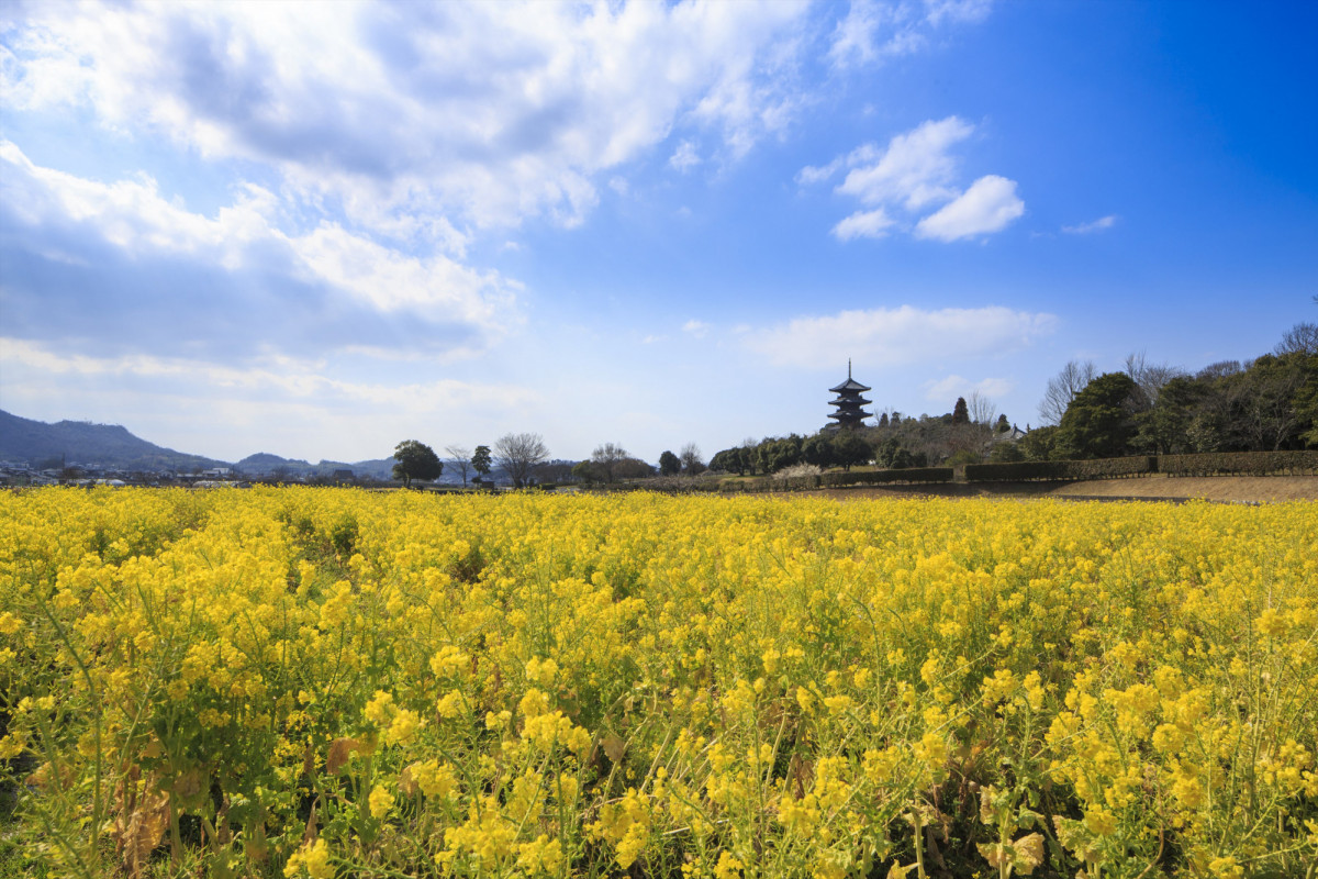 岡山県の菜の花スポット8選