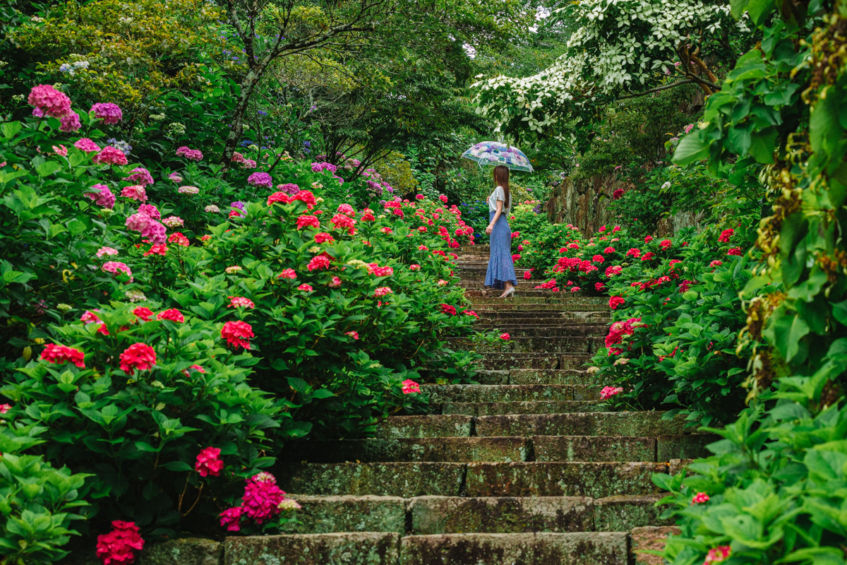岡山県のあじさいスポット特集！ 雨の季節に訪ねたい花の名所14選