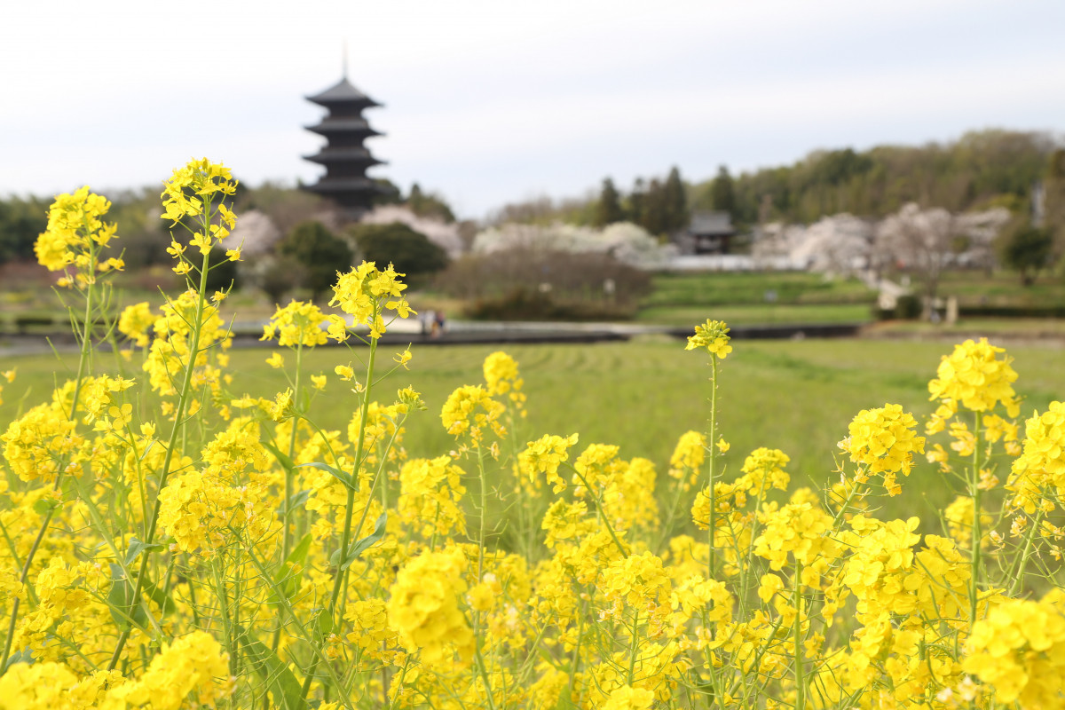 岡山県の菜の花スポット8選！ひと足早く春に出会える風景をご紹介