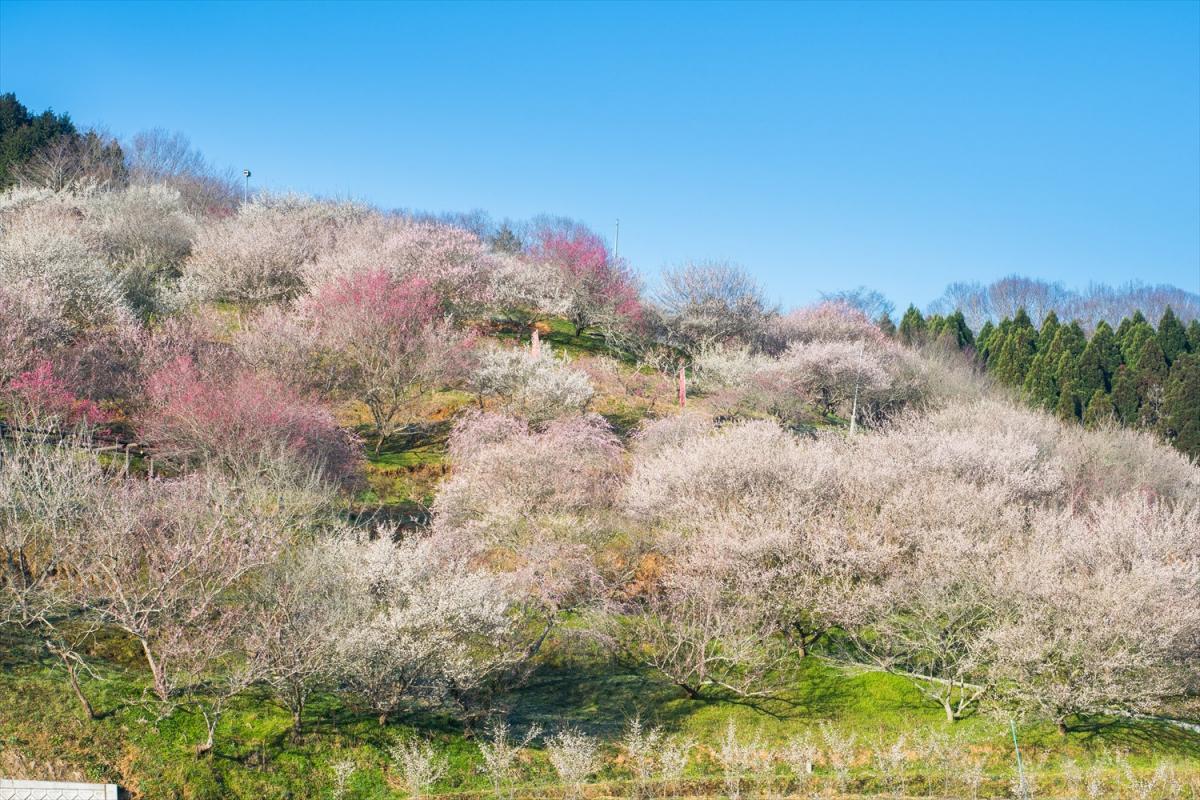 【2025年版】ひと足早く春に出会える岡山県の梅の名所10選