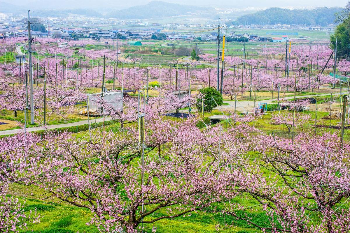 これぞ桃源郷 くだもの王国 岡山ならではの絶景桃畑4選 おか旅 岡山観光web 公式 岡山県の観光 旅行情報ならココ