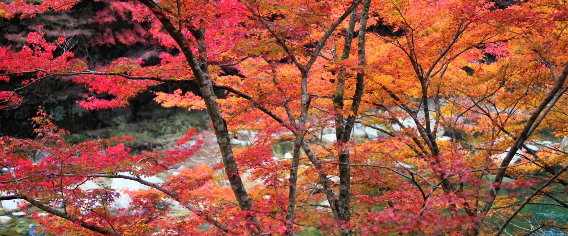 西日本屈指の紅葉名所とガイドブックにない穴場を巡る 奥津渓プレミアムウォーク 体験 ツアー 岡山観光web 公式 岡山 県の観光 旅行情報ならココ