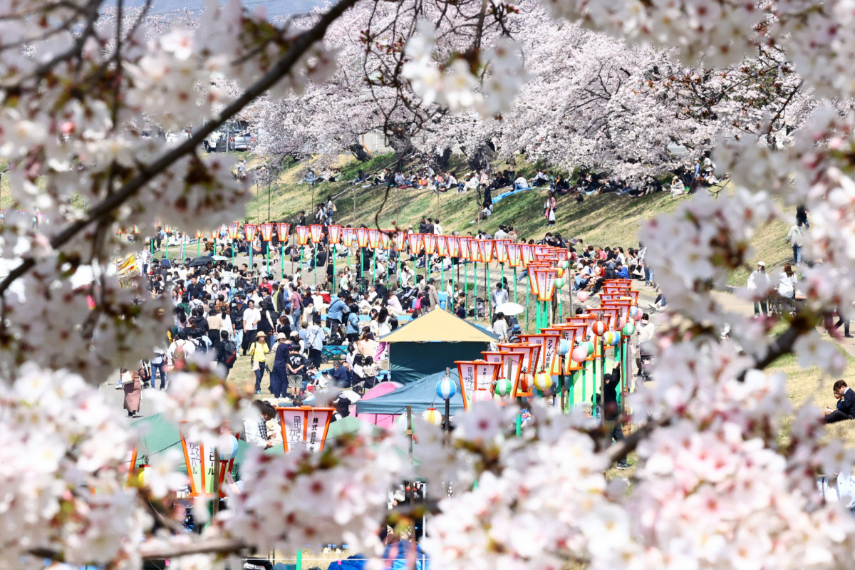 【2025年】岡山の春の祭典「岡山さくらカーニバル」とは？ 今年はいつ開催？ 屋台は出るの？ 見どころやアクセスなどもご紹介