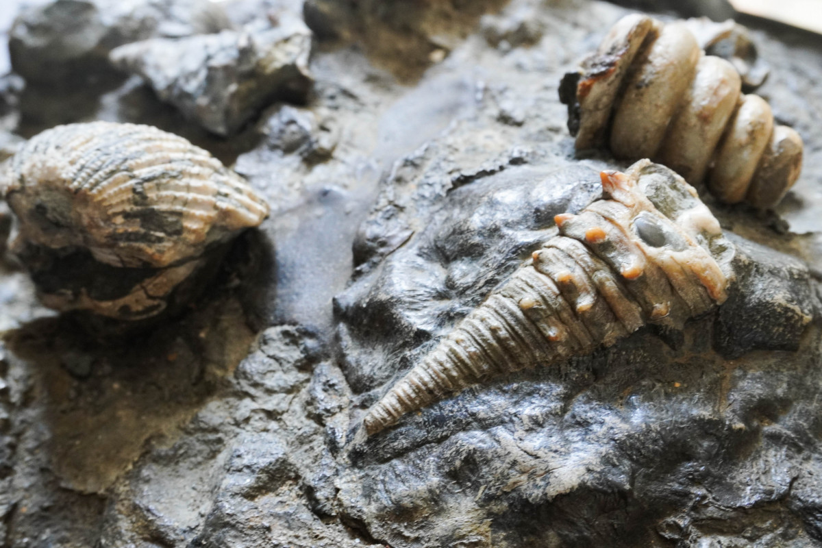 奈義町で化石発見！？「なぎビカリアミュージアム」で発掘体験