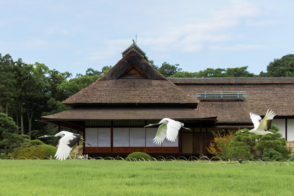 岡山後楽園の秋冬限定イベント「タンチョウの園内散策」！アクセスやお土産情報もご紹介