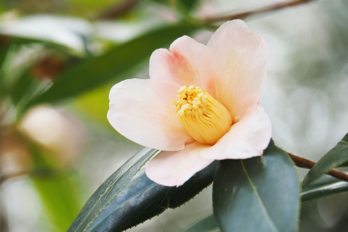 岡山県の椿の花が楽しめるスポット5選（見頃：2月末～4月）　