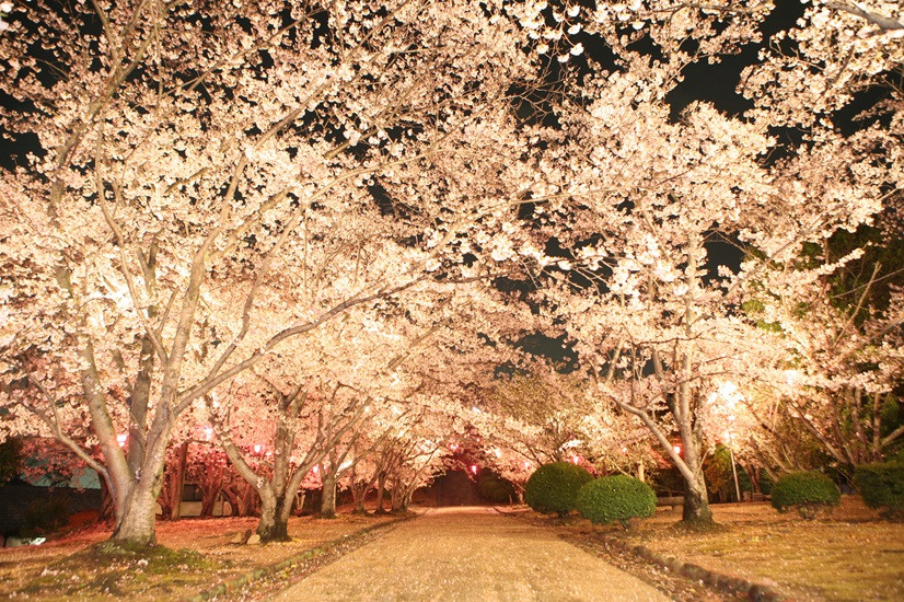 この春めぐりたい！ 早島町の桜スポット4選