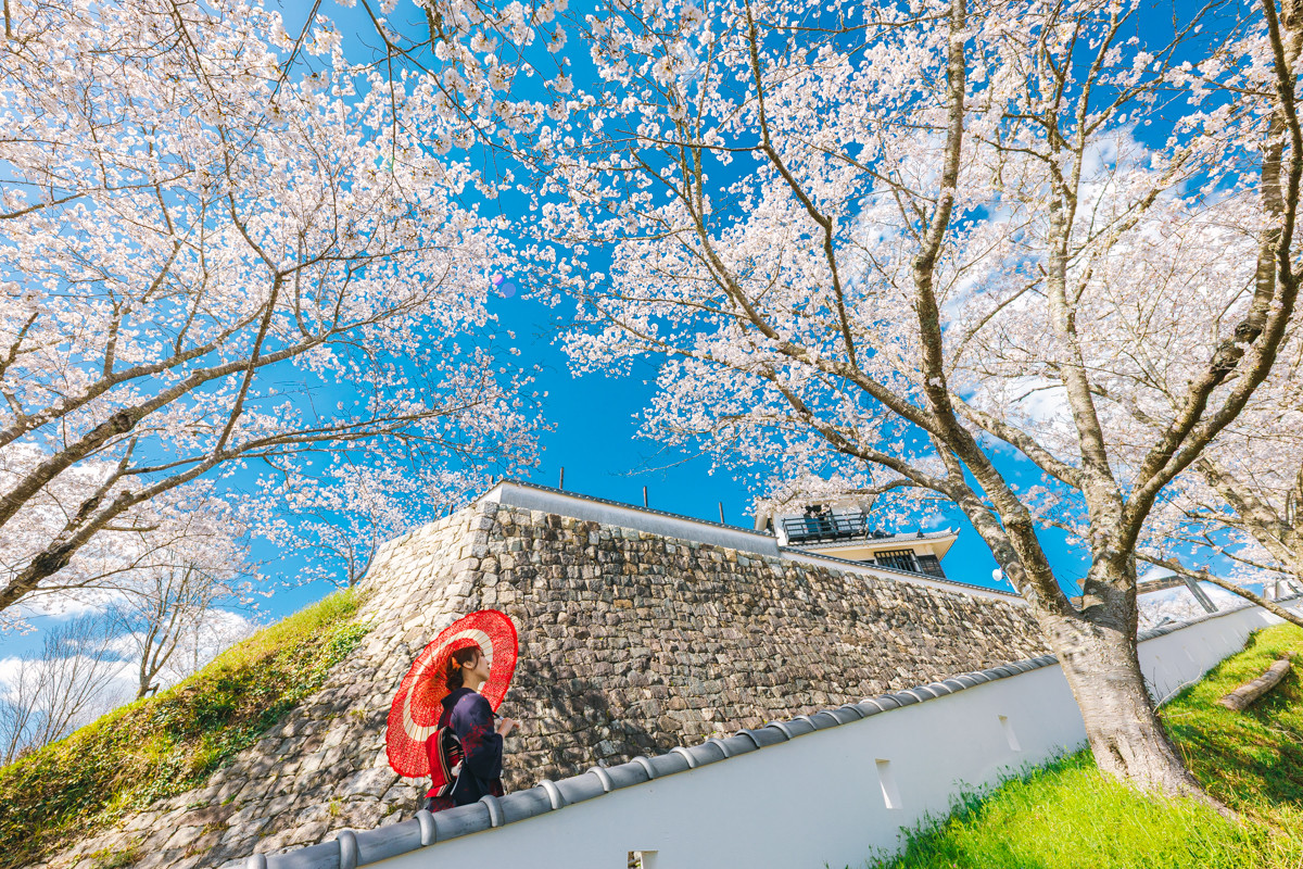 赤磐市「吉井城山公園」は穴場の桜お花見スポット！見頃・アクセス・イベント情報をご紹介【2025年版】