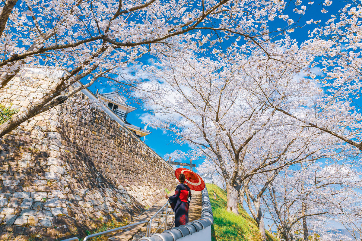 赤磐市「吉井城山公園」は穴場の桜お花見スポット！見頃・アクセス・イベント情報をご紹介【2025年版】