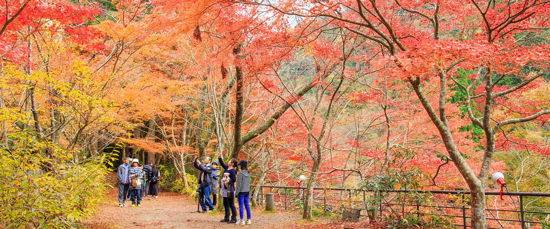 秋の岡山観光ガイド 9 11月 旬のおすすめ 特集 岡山観光web 公式 岡山県の観光 旅行情報ならココ