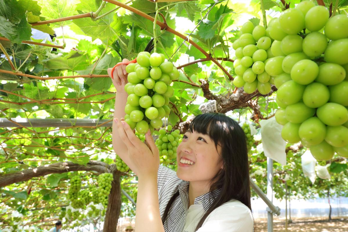 旬の味覚を楽しむ 岡山の観光農園でぶどう狩り体験 旬のおすすめ 特集 岡山観光web 公式 岡山県の観光 旅行情報ならココ