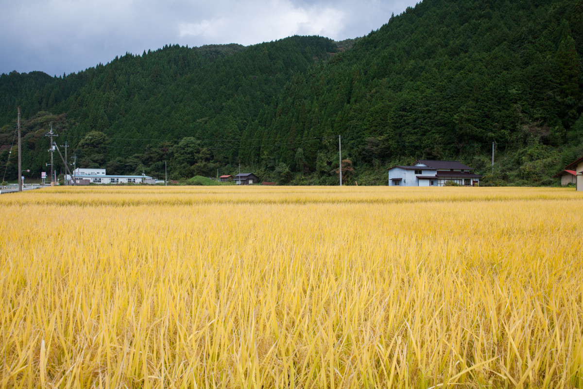 18.山懐に抱かれた美しい村・新庄村の最高品種の餅米『ひめのもち