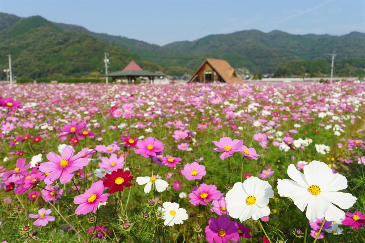 岡山のコスモス畑へ出かけよう 秋を彩る花畑4選 おか旅 岡山観光web 公式 岡山県の観光 旅行情報ならココ