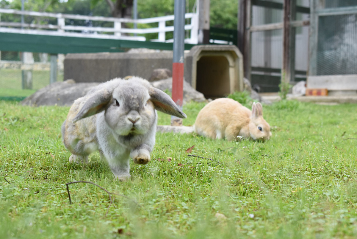 ファミリー カップル おひとりさま 岡山で可愛すぎる動物に癒やされたいならココ 6選 おか旅 岡山観光web 公式 岡山 県の観光 旅行情報ならココ