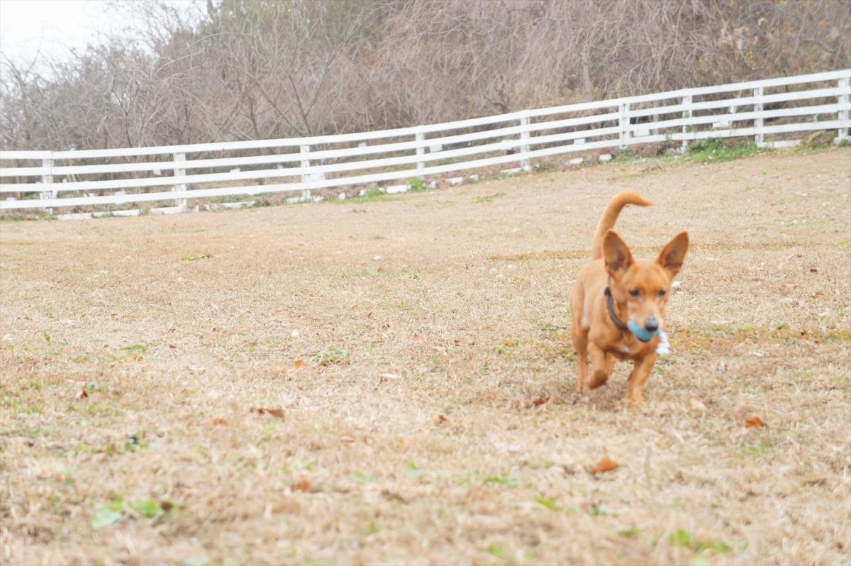 愛犬も飼い主も楽しめる 岡山の観光スポット併設のドッグラン7選 おか旅 岡山観光web 公式 岡山県の観光 旅行情報ならココ