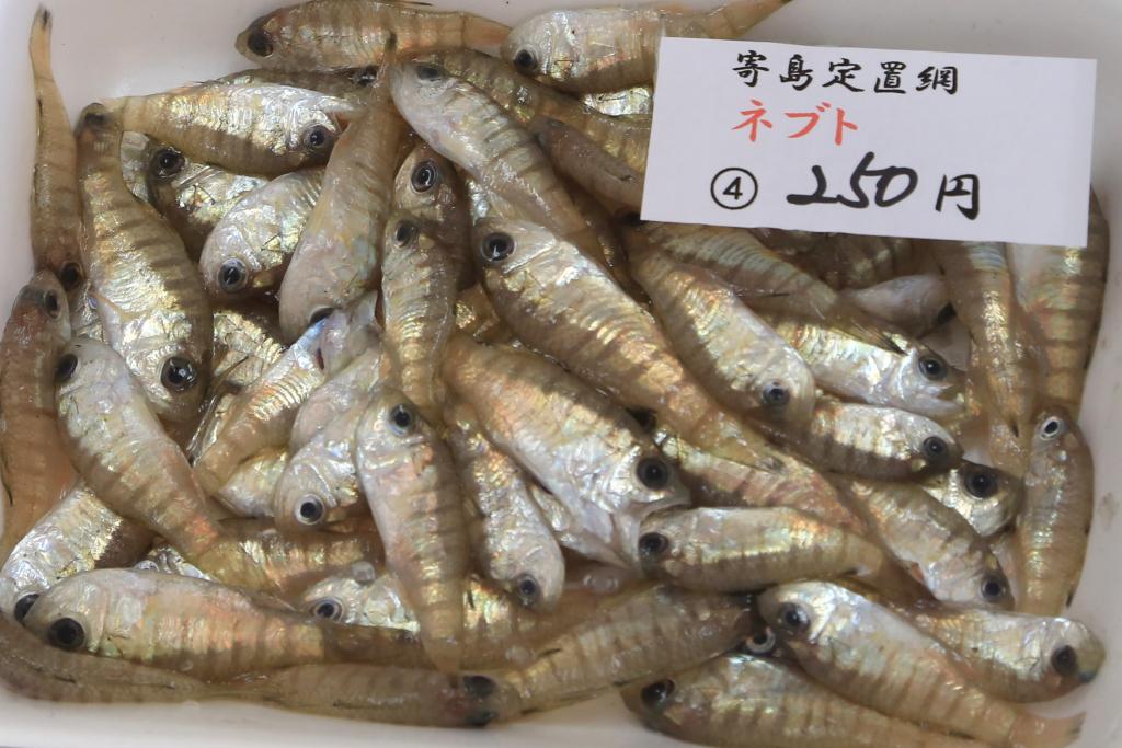 岡山に行ったら絶対食べたい 瀬戸内の魚7選 春 初夏編 おか旅 岡山観光web 公式 岡山県の観光 旅行情報ならココ