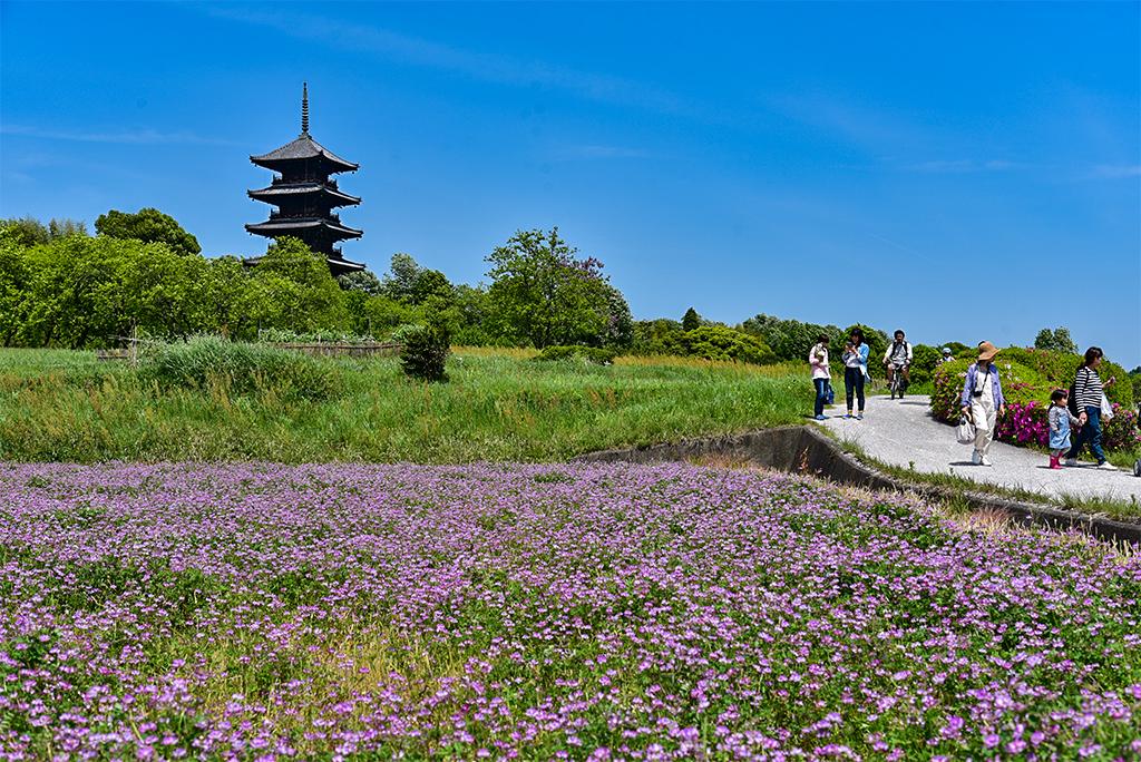 春は吉備路を歩こう 備中国分寺周辺の絵になる花風景7選 おか旅 岡山観光web 公式 岡山県の観光 旅行情報ならココ