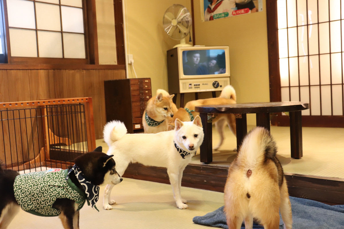 豆柴にヒョウ猫 フクロウまで 倉敷美観地区の動物カフェで癒されてきた おか旅 岡山観光web 公式 岡山県の観光 旅行情報ならココ