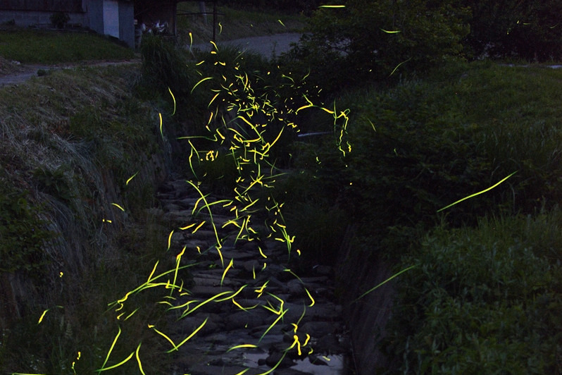 上竹地区のゲンジボタル1