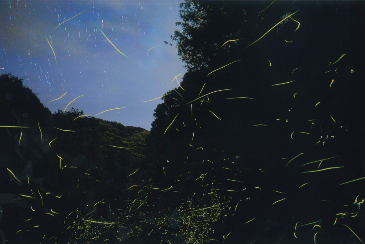 上竹地区のゲンジボタル2