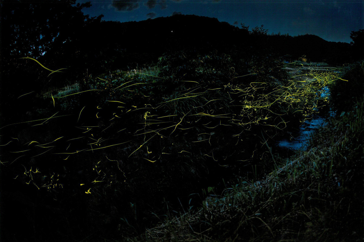 上竹地区のゲンジボタル3