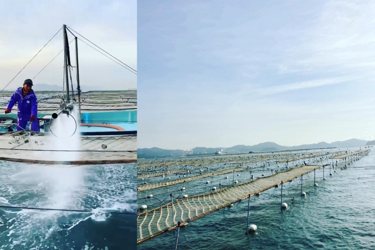 育苗(網を干す・洗浄する)の様子