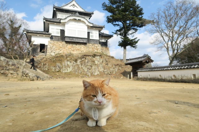 話題沸騰!天空の城を守る猫城主、さんじゅーろーに会いに行こう!!