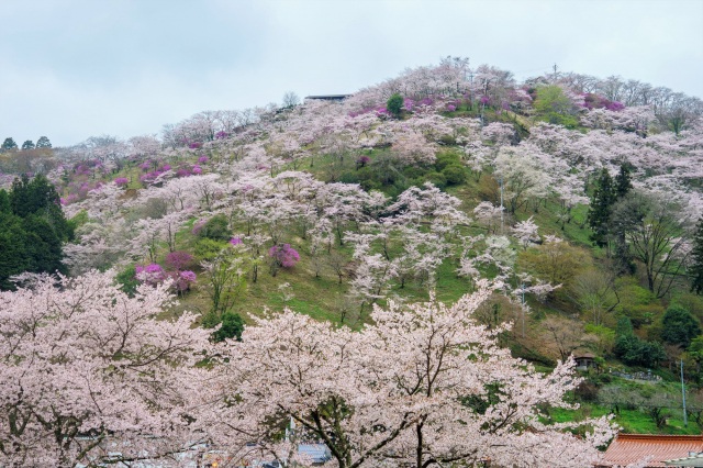 季節の花を追いかけて、美咲町で楽しむ春から初夏の開花リレー