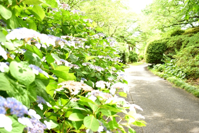 初夏のたのしみ!色鮮やかなアジサイにときめく半田山植物園へ行こう!