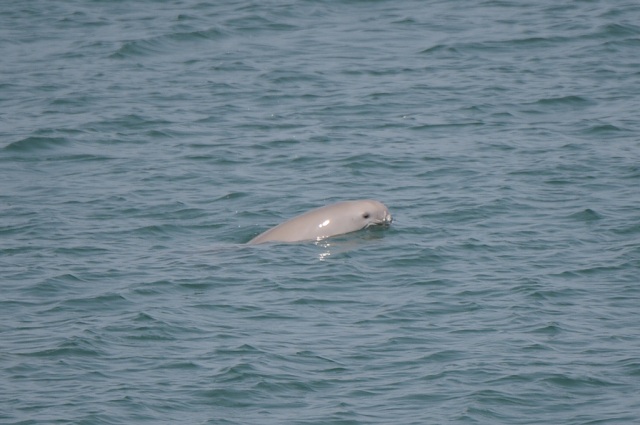 往復400円!たった5分で行ける瀬戸内の離島「前島」の魅力を探る!