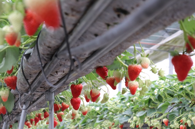 「農マル園芸 吉備路農園」とボルダリング「ねことのて」、今が旬の「いちご狩り」と総社のNEWスポット「ボルダリング」に行ってみた!