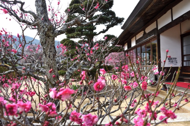 岡山の城や寺社で楽しむ早春の梅や桜スポット7選