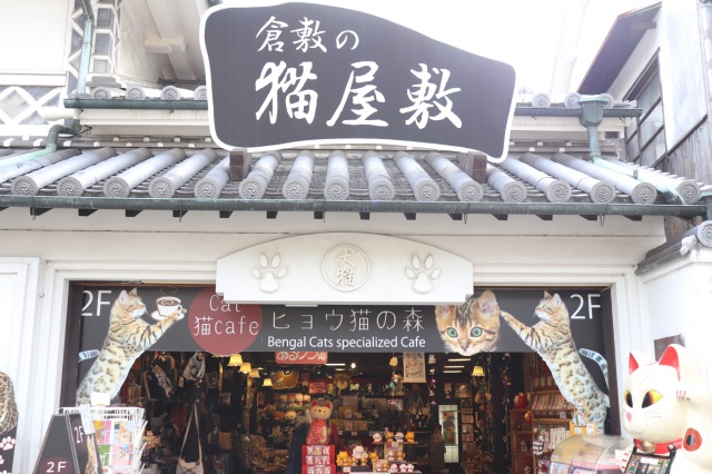 豆柴にヒョウ猫、フクロウまで!倉敷美観地区の動物カフェで癒されてきた!