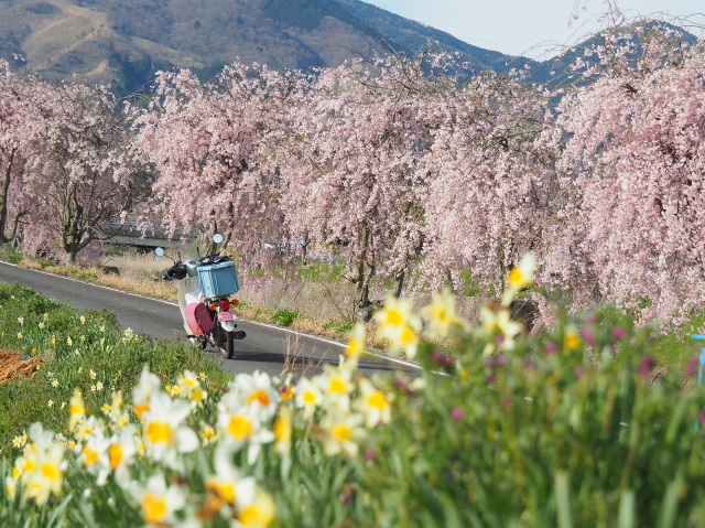 桜・桃・椿・菜の花・・・今年も行きたい!岡山・春の花風景8選
