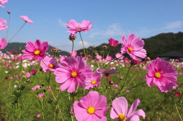コスモスの揺れる真庭市北房エリアで秋を満喫!