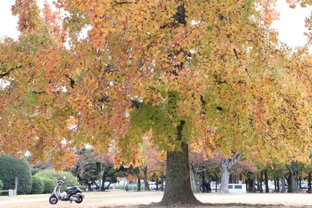 紅葉の秋!落ち葉の絨毯を抜けたらパフェ専門店があった!!