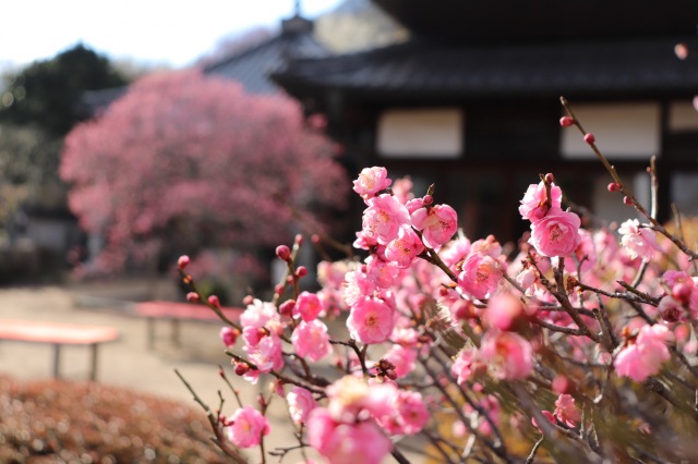 今が見頃!樹齢200年を超す「臥龍梅」と旬のフルーツを使ったスイーツを満喫in矢掛町