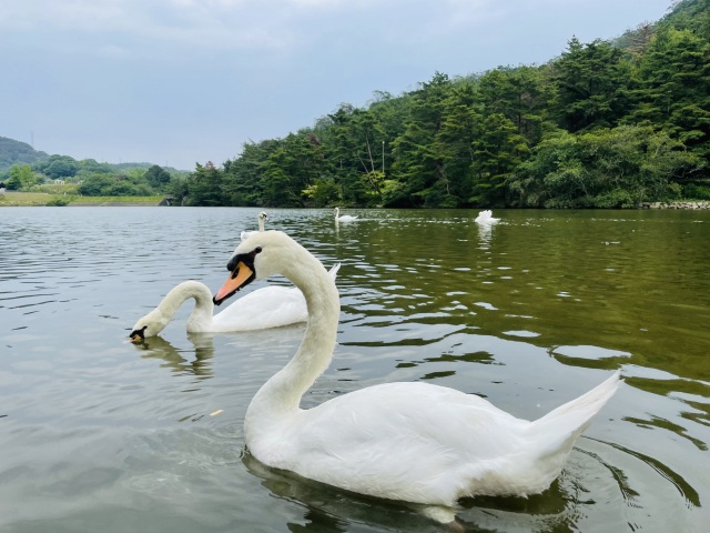 白鳥が引っ越ししてきたよ!みやま公園に行ってみよう!
