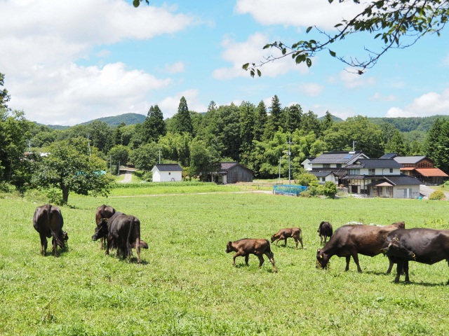 牧場直営レストランで「千屋花見牛」を堪能! 牛・人・地域に優しいお肉が生まれた背景とは