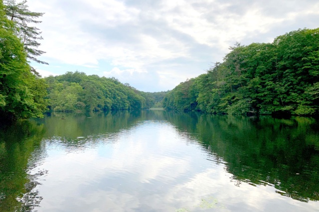自然浴でリフレッシュ!天然記念物「鯉が窪湿原」の見どころ5選