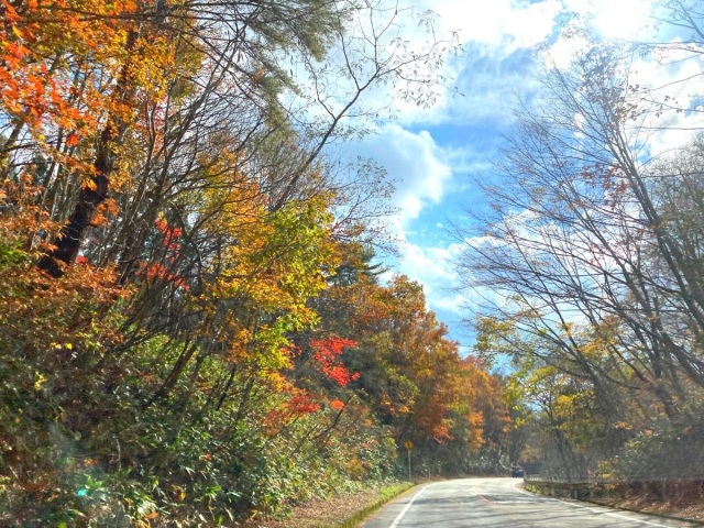 岡山の紅葉ドライブ!蒜山大山スカイライン沿いで楽しむ秋の風物詩