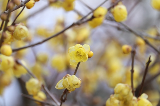 ロウバイの甘い香りに誘われて、春を探しに行こう♪
