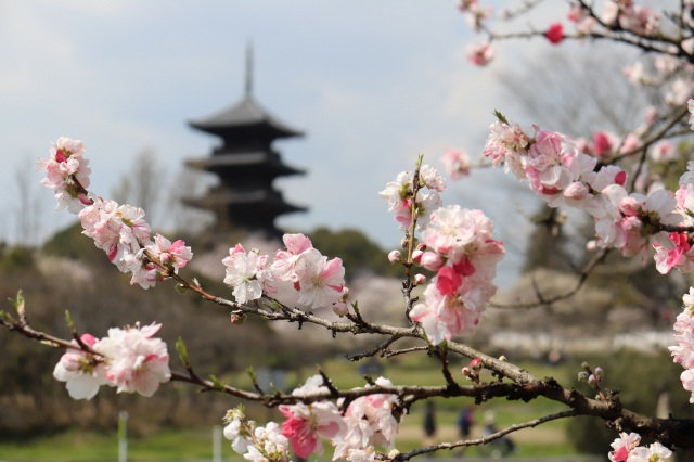 桜と共に楽しめる!春のお花めぐりin総社市