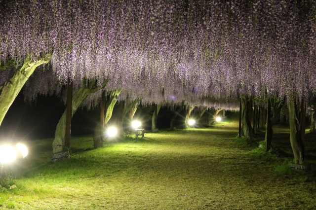 2年ぶりの藤まつり開催!ゴールデンウィークは、「日本一の藤公園」へ