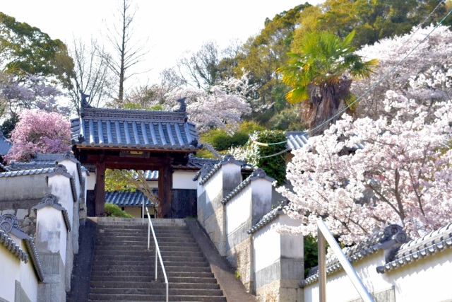 ディープすぎます!「玉野市八浜」レトロ街道桜めぐり