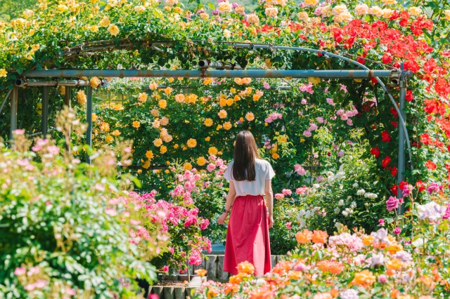 無料のバラ園!映える写真が撮れる「日笠バラ園」と「種松山公園バラ園」