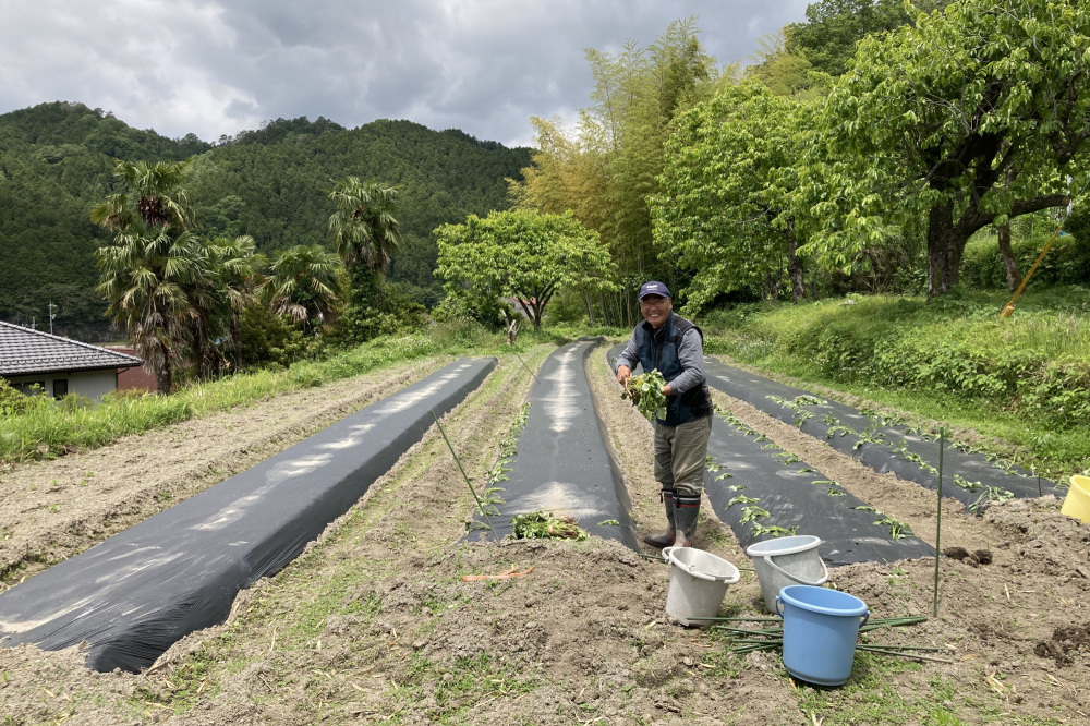 農業体験をするなら津山へ!人も野菜もあたたかく育てる「やました農園」