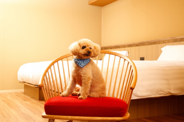 岡山県民おすすめ!「ペットと行ける観光スポット・お店・宿」5選